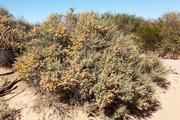 Fourwing Saltbush Atriplex canescens 