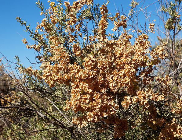 Fourwing Saltbush Atriplex canescens 