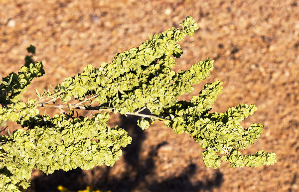 Fourwing Saltbush Atriplex canescens 