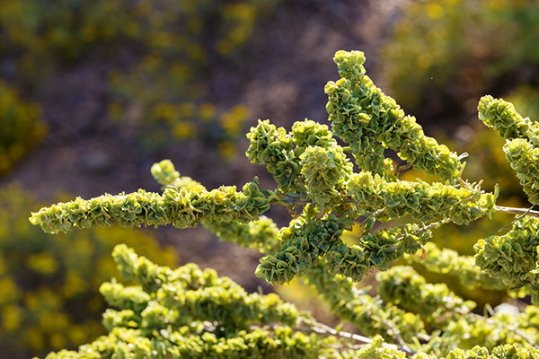 Fourwing Saltbush Atriplex canescens 