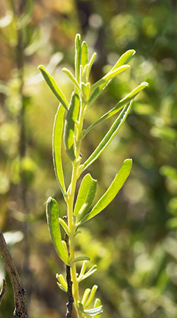 Fourwing Saltbush Atriplex canescens 