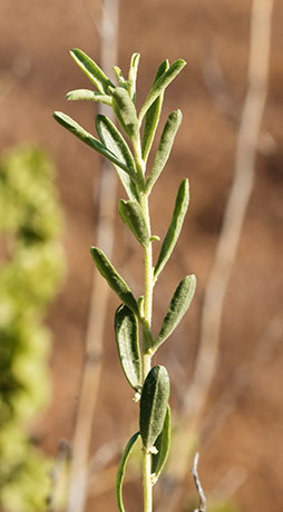 Fourwing Saltbush Atriplex canescens 