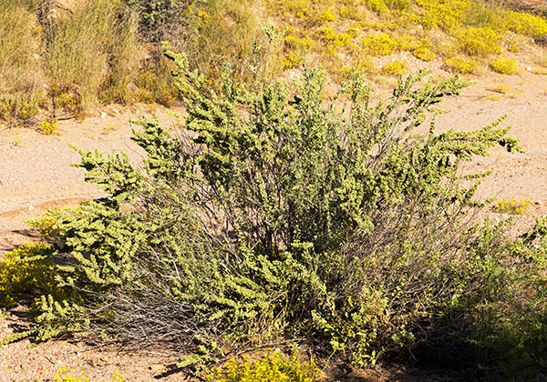 Fourwing Saltbush Atriplex canescens 