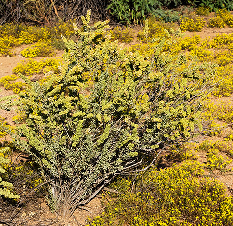 Fourwing Saltbush Atriplex canescens 