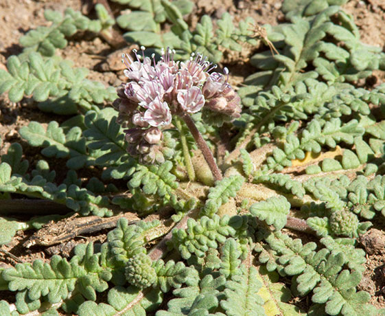 Arizona Scorpionweed Phacelia arizonica