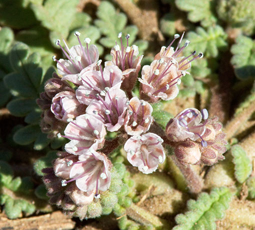 Arizona Scorpionweed Phacelia arizonica
