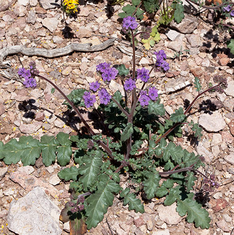 Scorpionweed Phacelia 