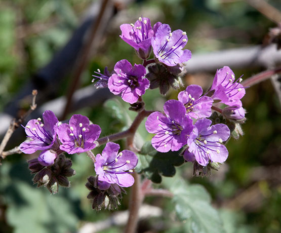Scorpionweed Phacelia 