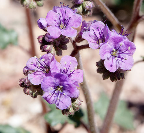 Scorpionweed Phacelia 