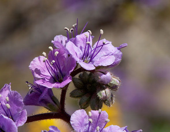 Scorpionweed Phacelia 