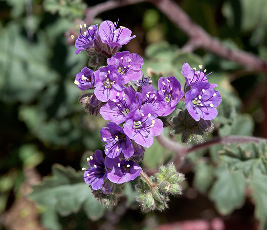 Scorpionweed Phacelia 