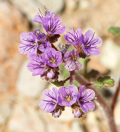 Scorpionweed Phacelia 