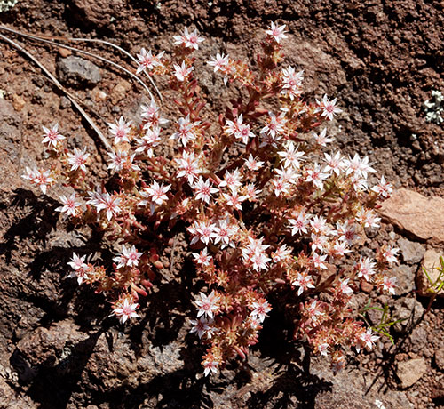Cockerell's Sedum Sedum cockerellii Cockerell's Stonecrop 
