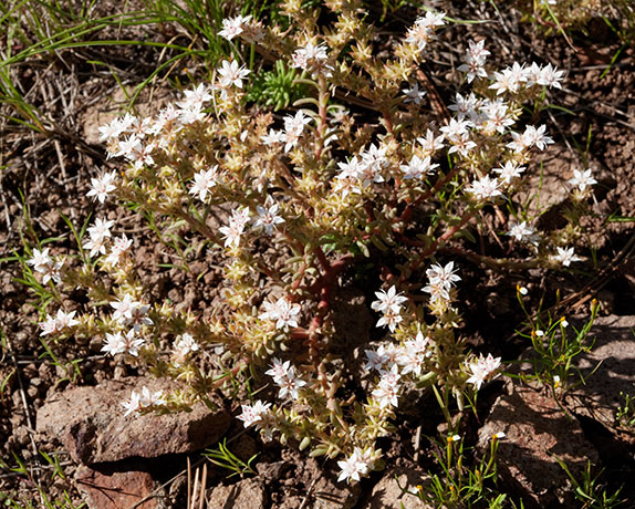 Cockerell's Sedum Sedum cockerellii Cockerell's Stonecrop 