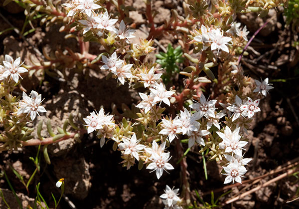 Cockerell's Sedum Sedum cockerellii Cockerell's Stonecrop 