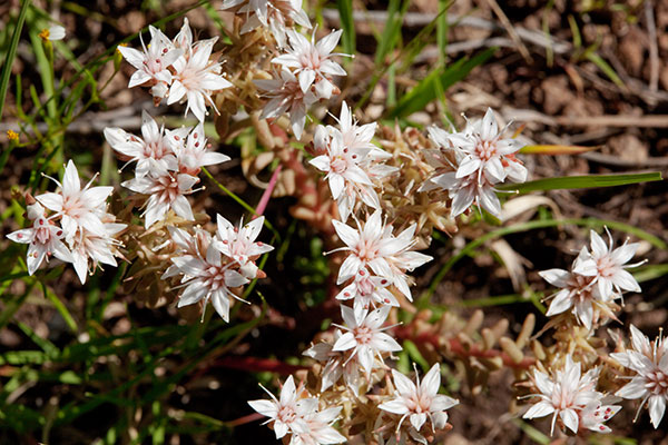Cockerell's Sedum Sedum cockerellii Cockerell's Stonecrop 