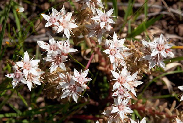 Cockerell's Sedum Sedum cockerellii Cockerell's Stonecrop 