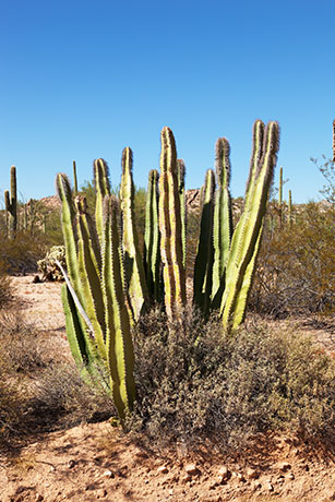 Senita Cactus Lophocereus schottii