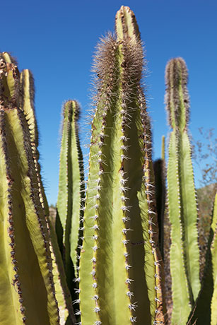 Senita Cactus Lophocereus schottii