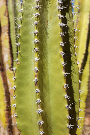Senita Cactus Lophocereus schottii