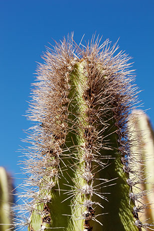 Senita Cactus Lophocereus schottii