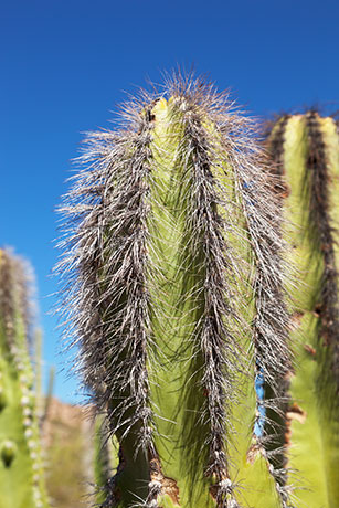 Senita Cactus Lophocereus schottii