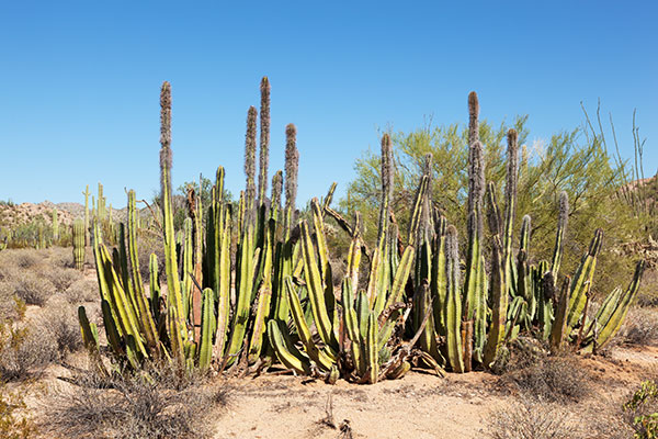 Senita Cactus Lophocereus schottii