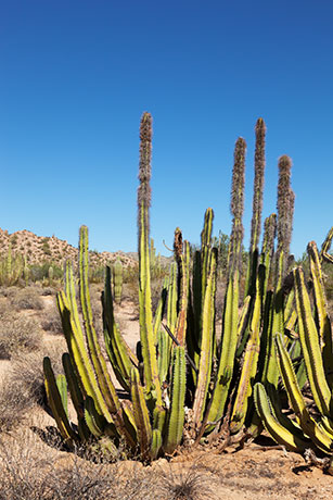 Senita Cactus Lophocereus schottii
