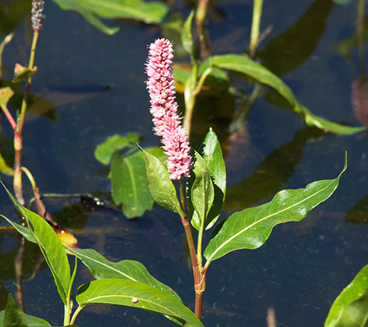 Water Smartweed Persicaria amphibia Polygonum amphibium Polygonum coccineum coccinea   