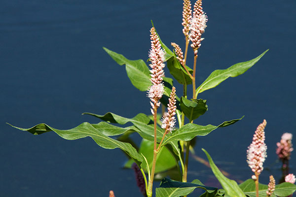 Water Smartweed Persicaria amphibia Polygonum amphibium Polygonum coccineum coccinea   