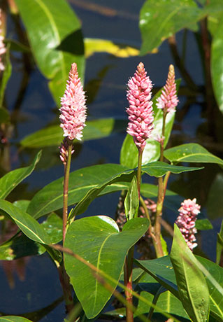 Water Smartweed Persicaria amphibia Polygonum amphibium Polygonum coccineum coccinea   