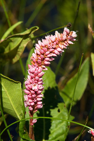 Water Smartweed Persicaria amphibia Polygonum amphibium Polygonum coccineum coccinea   