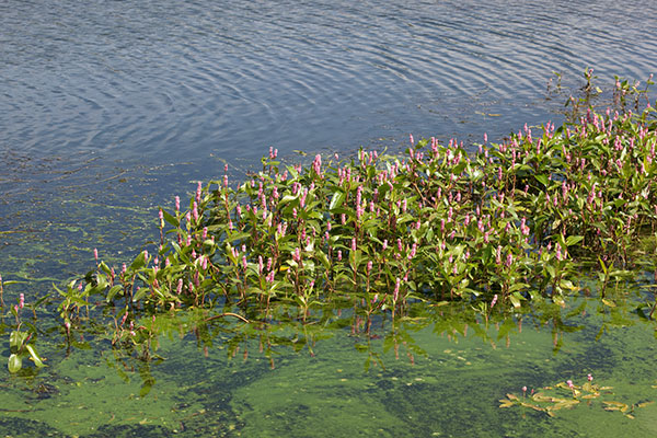 Water Smartweed Persicaria amphibia Polygonum amphibium Polygonum coccineum coccinea   