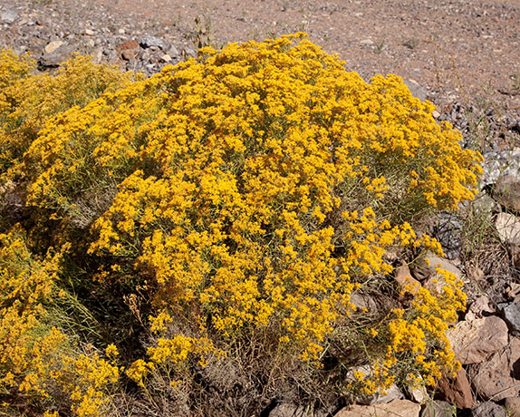 Snakeweed Gutierrezia  
