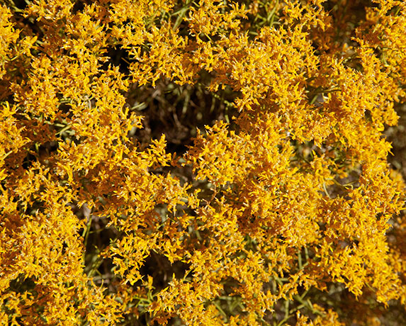 Snakeweed Gutierrezia  