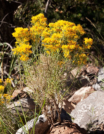 Snakeweed Gutierrezia  