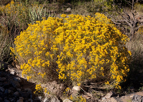 Snakeweed Gutierrezia  