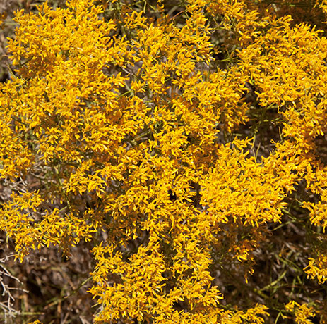 Snakeweed Gutierrezia  