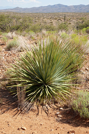 Sotol Dasylirion Wheeleri spoonplant desert spoon  