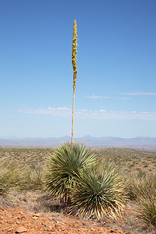 Sotol Dasylirion Wheeleri spoonplant desert spoon  