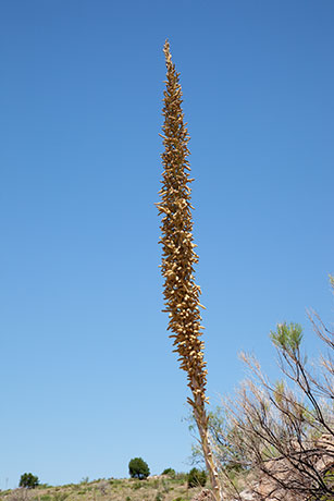 Sotol Dasylirion Wheeleri spoonplant desert spoon  