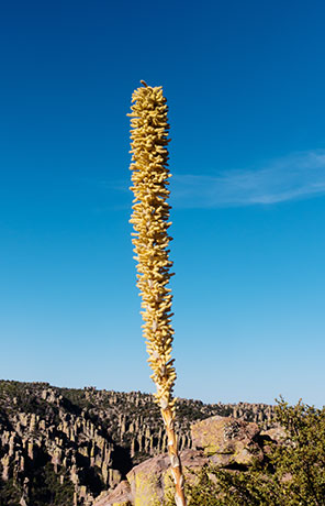 Sotol Dasylirion Wheeleri spoonplant desert spoon  