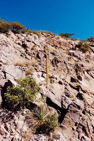 Sotol Dasylirion Wheeleri spoonplant desert spoon  