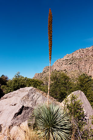 Sotol Dasylirion Wheeleri spoonplant desert spoon  