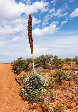 Sotol Dasylirion Wheeleri spoonplant desert spoon  