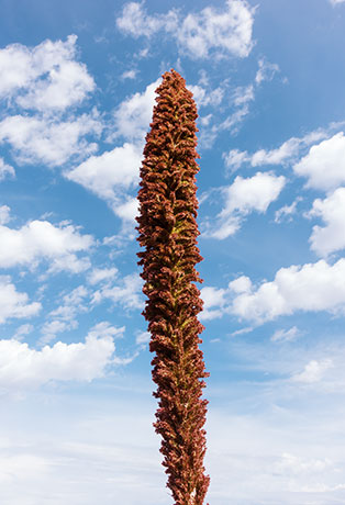 Sotol Dasylirion Wheeleri spoonplant desert spoon  