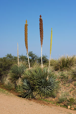 Sotol Dasylirion Wheeleri spoonplant desert spoon  