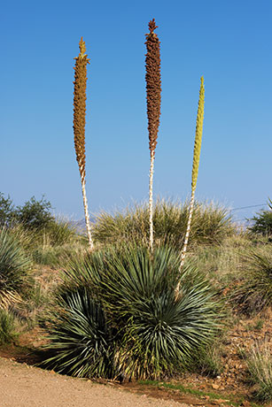 Sotol Dasylirion Wheeleri spoonplant desert spoon  