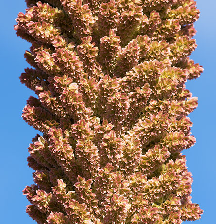 Sotol Dasylirion Wheeleri spoonplant desert spoon  