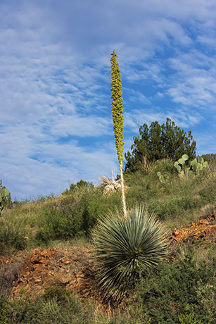 Sotol Dasylirion Wheeleri spoonplant desert spoon  